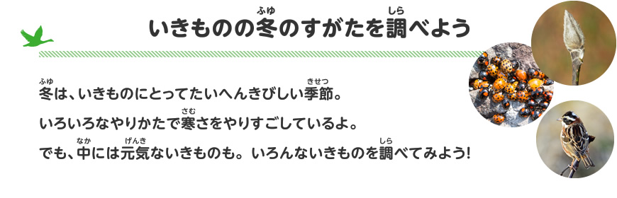 いきものの冬のすがたを調べよう