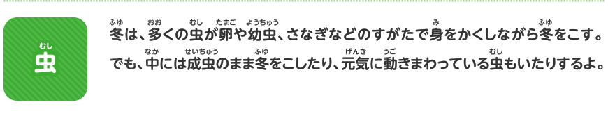 いきものの冬のすがたを調べよう 虫