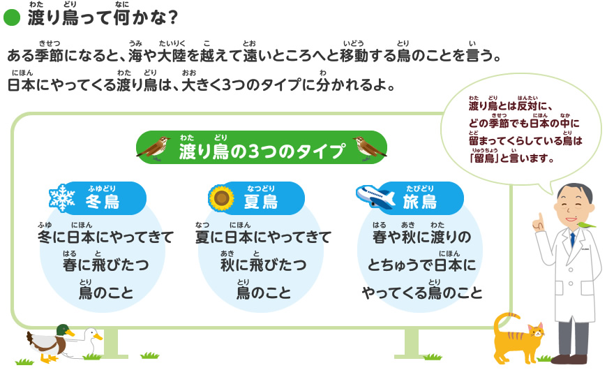 渡り鳥をさがしてみよう