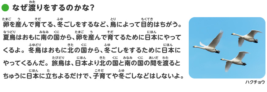 渡り鳥をさがしてみよう