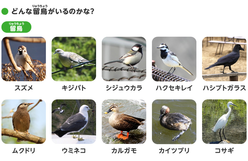 渡り鳥をさがしてみよう