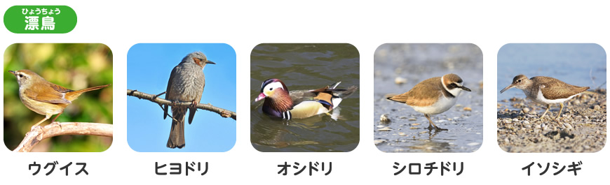 渡り鳥をさがしてみよう