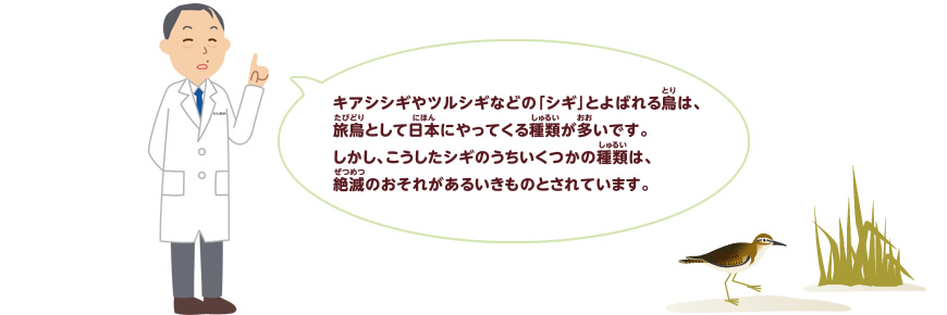 渡り鳥をさがしてみよう