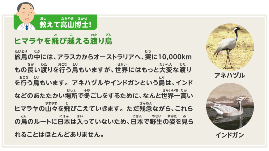 渡り鳥をさがしてみよう