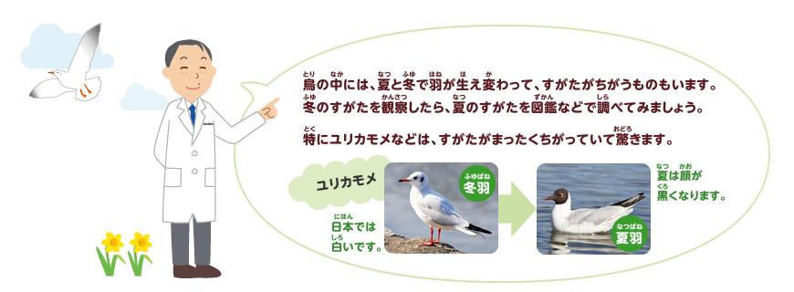 渡り鳥をさがしてみよう