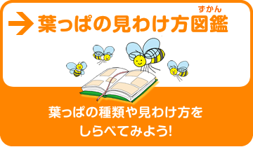 葉っぱの見わけ方図鑑