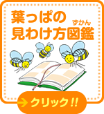 葉っぱの見わけ方図鑑