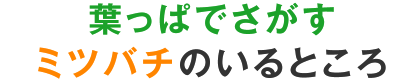 葉っぱでさがすミツバチのいるところ