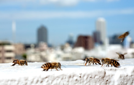 photo: Japanese Honeybee Project