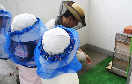 photo: Japanese Honeybee Project