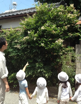 photo: Japanese Honeybee Project