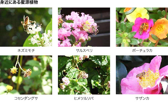 写真：身近にある蜜源植物