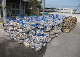 写真：10tトラック2台分のバカ貝が千葉県富津市から届きました。各営巣地に割り当てられた量のバカ貝を台車で運搬します。