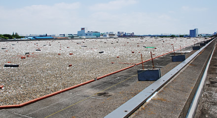 写真：屋上で営巣地の観察