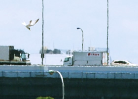 写真：上空には、餌を運ぶ親鳥たちが海と営巣地を何度も往復しています