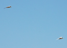 写真：上空には、餌を運ぶ親鳥たちが海と営巣地を何度も往復しています