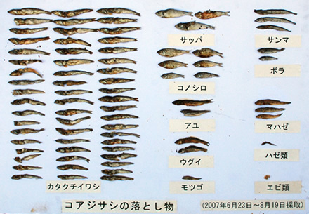 写真：コアジサシが運んでいる途中で落とした餌