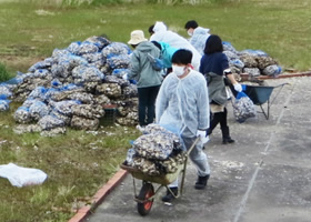 写真：千葉県富津市から届いたトラック2台分のバカ貝を、台車で営巣地に運搬します