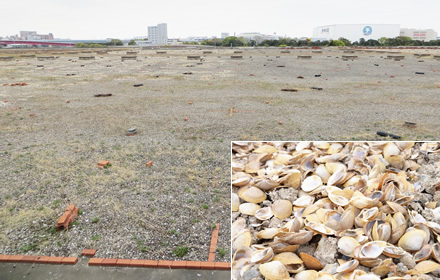 写真：各巣営地と散布した貝殻
