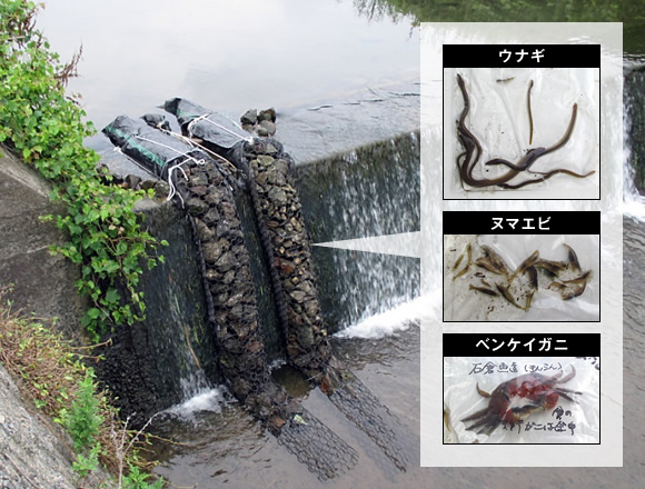 写真：石倉カゴ魚道実用事例（魚道を遡上したウナギ、ヌマエビ、ベンケイガニなど）