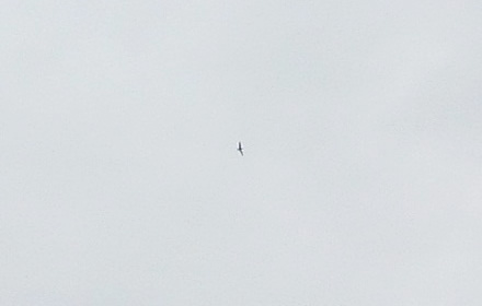 写真：空を舞うコアジサシ（手持ちのカメラの性能上これが精一杯でした）