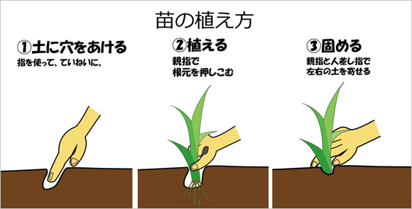 図版：苗の植え方