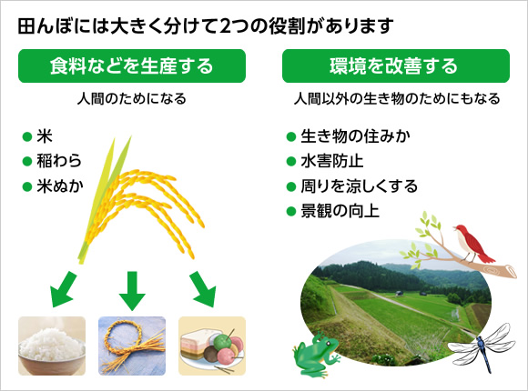 図版：田んぼには大きく分けて2つの役割があります