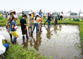 写真：稲をもらったら、田んぼへ