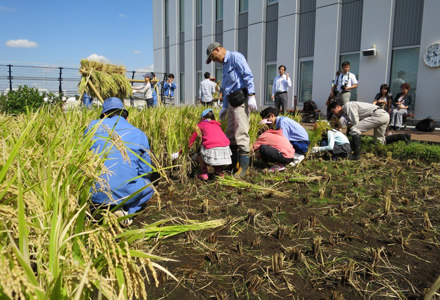 写真：稲刈りの様子