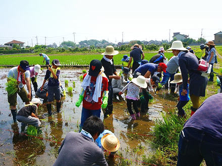 写真：田植えの様子