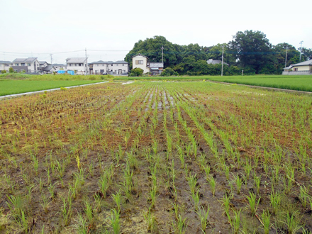 写真：6月の田んぼの様子