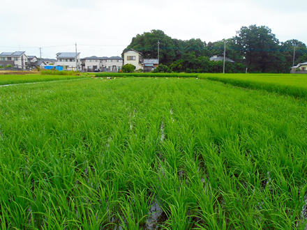 写真：7月の田んぼの様子