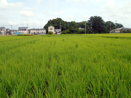 写真：8月の田んぼの様子