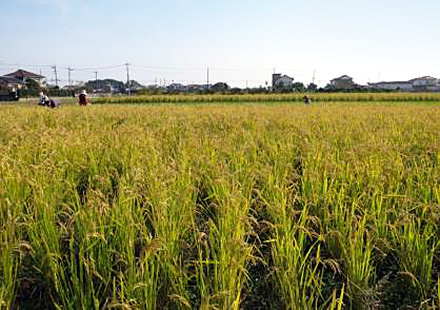 写真：稲刈り前の田んぼの様子