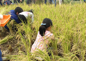 写真：今年の稲刈りの様子（10月20日）