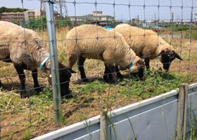 写真：第一牧場のヒツジ