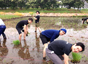 写真：田植え中