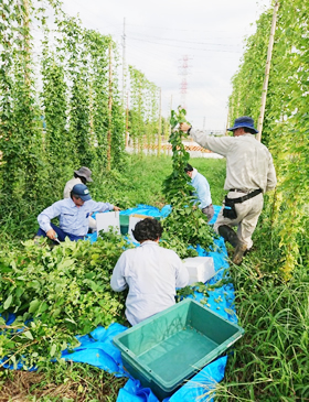 写真：2017年9月4日　Kファームでのホップ毬花収穫の様子