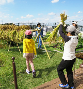 写真：屋上農園での収穫の様子