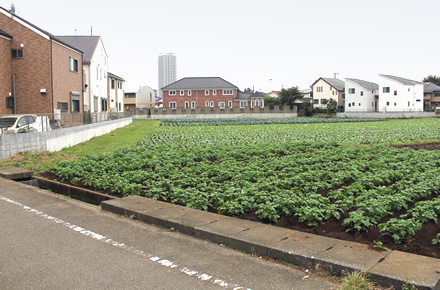 写真：都内の都市農地