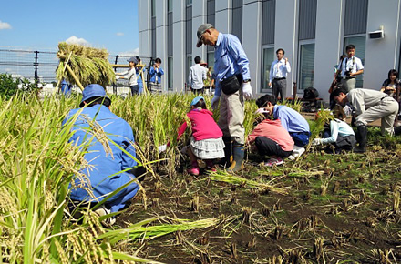 写真：戸塚屋上水田