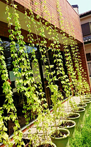 写真：ホップ栽培キットによって緑のカーテン