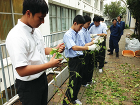 写真：蔓を片付ける生徒達