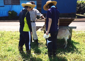 図版：作業の合間に農地除草用ヤギとのふれあい