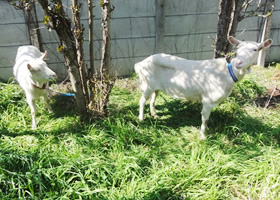 photo: Urban Grazing Project(Using goats and chickens for greenspace management)