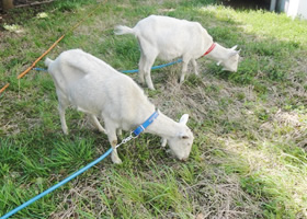 photo: Urban Grazing Project(Using goats and chickens for greenspace management)
