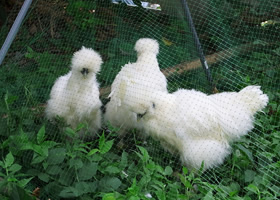 photo: Urban Grazing Project(Using goats and chickens for greenspace management)