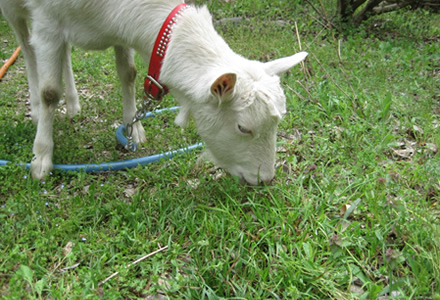 photo: Urban Grazing Project(Using goats and chickens for greenspace management)