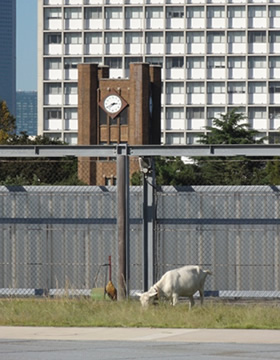 写真：屋上でもきちんと仕事するエリー