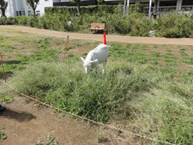 写真：近隣の子供たちに見守られながら、早速除草開始です